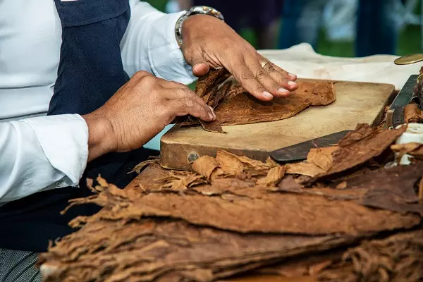 Master torcedor from Cuba with demonstrations in Bulgaria